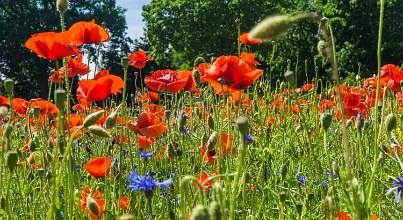 Beste Reisezeit für einen Kurzurlaub an der Mecklenburgischen Seenplatte