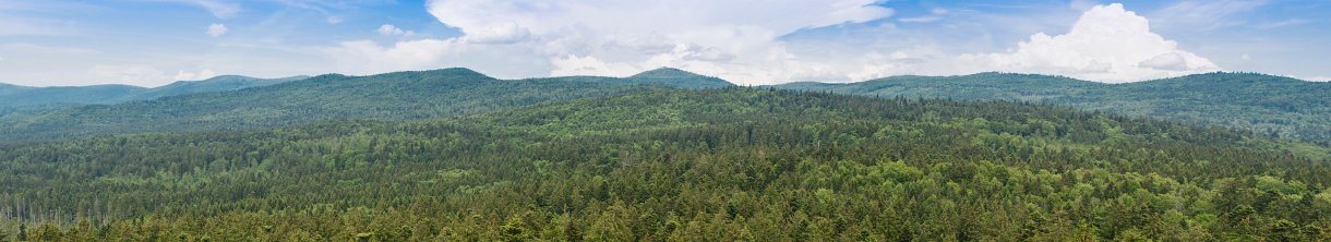 Der Baumwipfelpfad – eines der beliebtesten Ausflugsziele im Bayerischen Wald