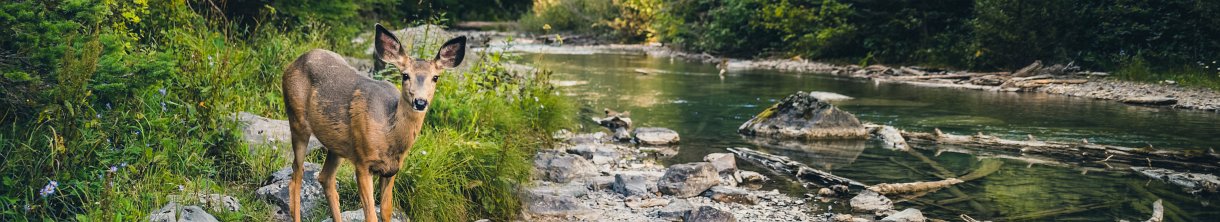 Das Tierfreigelände im Nationalpark Bayerischer Wald