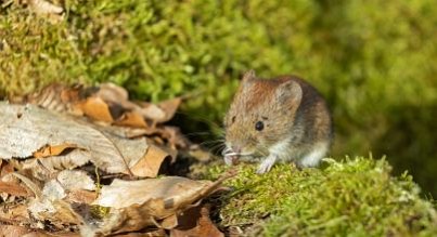 Die Mäusestadt in Kolberg – ein wuseliges Erlebnis für Groß und Klein