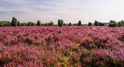 Die Lüneburger Heide