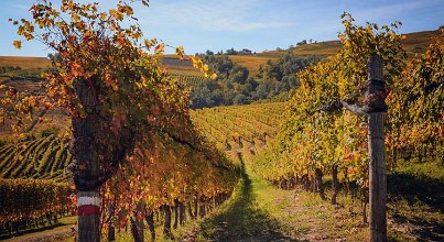Barbaresco – das Weindorf nördlich von Alba