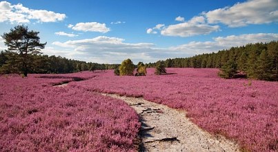 Wandern in der Lüneburger Heide