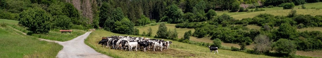 Der Rennsteig: durchatmen im Thüringer Wald