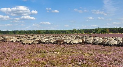 Wandern auf dem Heidschnuckenweg 