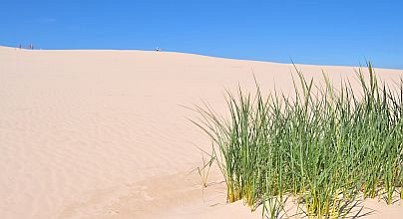 Flora und Fauna im Słowiński Park Narodowy