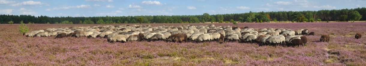 Der Klassiker: Wandern zwischen blühender Erika auf dem Heidschnuckenweg