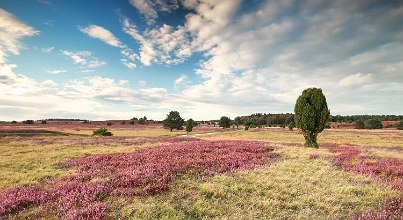 Rundwanderwege Lünerburger Heide