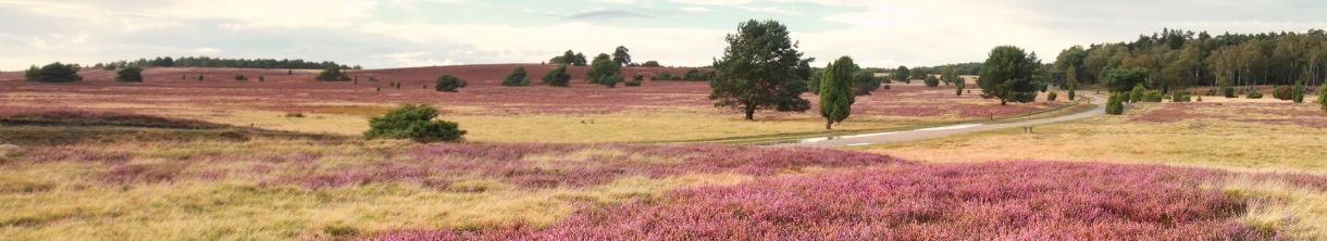 Rundwanderwege in der Lüneburger Heide: Ideal für eine Tagestour