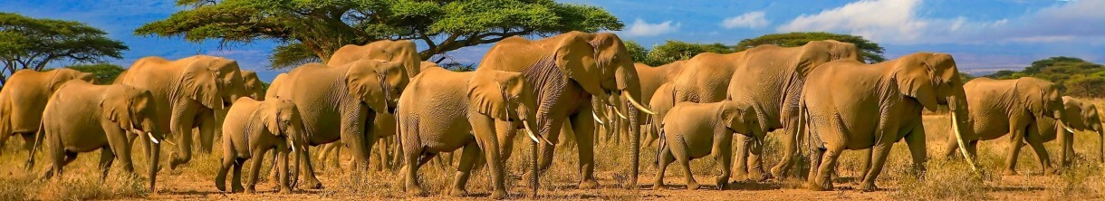 Safari und Wildlife Urlaub