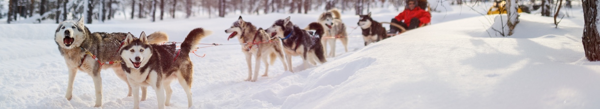 Schlittenhunde Urlaub 