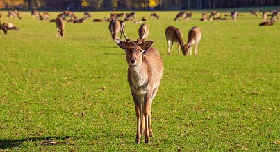 Familienurlaub Meck. Seenplatte Zoo