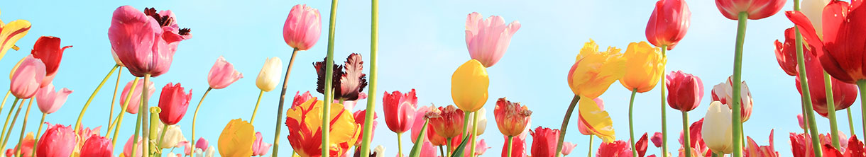 Urlaub im Frühling