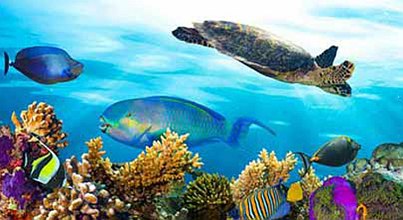 Hotel mit Tauchschule