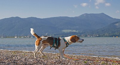 Urlaub mit Hund_Bayern