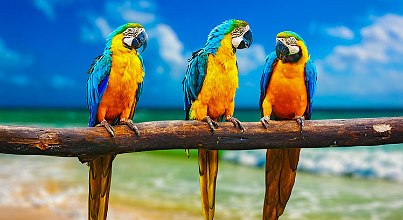 Frühbucherschnäppchen