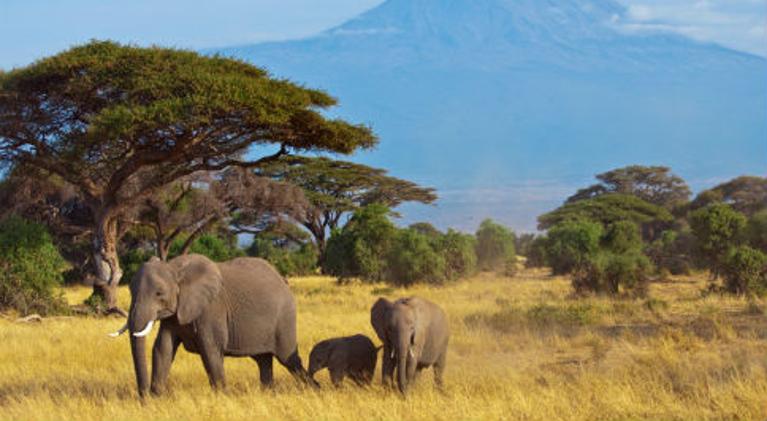 Afrika Reisen günstig buchen