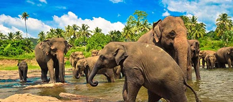 Pauschalreise Sri Lanka