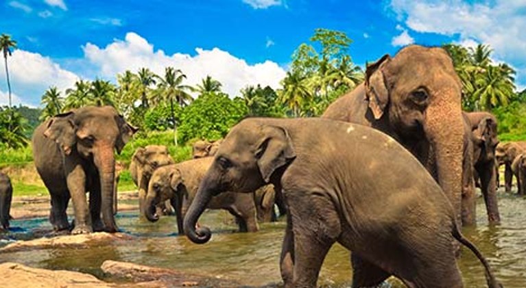 Pauschalreise Sri Lanka