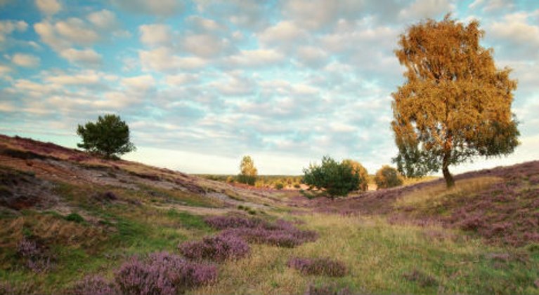 Hotel Lüneburger Heide