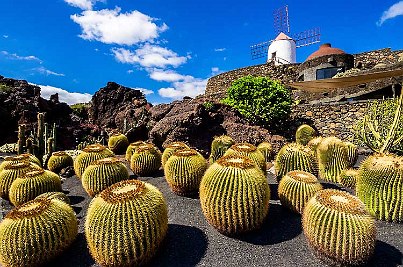 Runde Kakteen vor einem Windrad. 