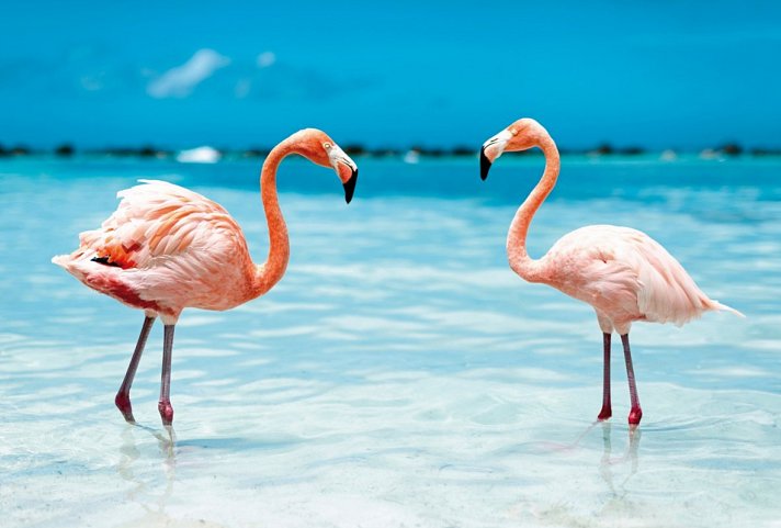 Kreuzfahrt Barbados bis Panama - Flamingos, Aruba