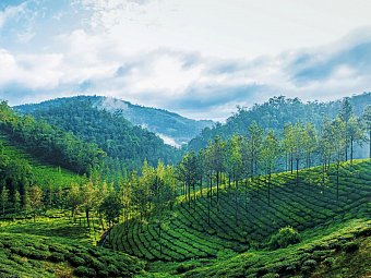 Südindien Rundreise - Periyar Nationalpark