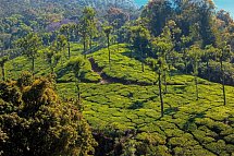 Südindien Rundreise - Nilgiri-Berge