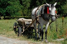 Siebenbürgen Rundreise - Pferd in Moldawien