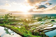 Java und Bali Rundreise & Baden - Jatiluwih Reisterrassen, Bali