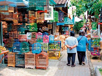 Java und Bali Rundreise & Baden - Vogelmarkt, Yogyakarta