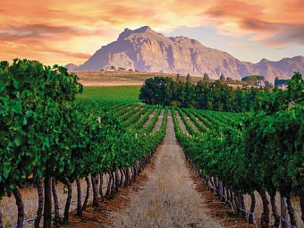 Südafrika Rundreise - Weinregion, Stellenbosch