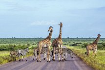 Südafrika Rundreise - Krüger Nationalpark