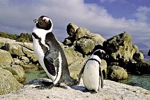 Südafrika Rundreise - Boulders Beach