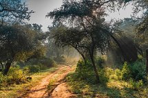 Nordindien-Rajasthan Rundreise - Sariska