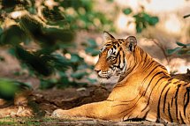 Nordindien-Rajasthan Rundreise - Ranthambore NP