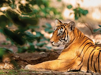 Nordindien-Rajasthan Rundreise - Ranthambore NP