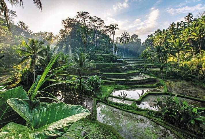 Bali Rundreise & Baden - Reisterrassen, Ubud