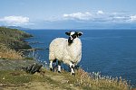 Irland Rundreise