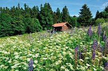 Werrapark Resort Hotel Heubacher Höhe - Bergwiese im Thüringer Wald