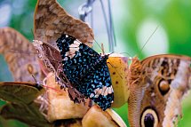 Bodensee-Radtour ab/bis Friedrichshafen - Schmetterling