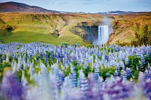 Kreuzfahrt Island - Skogafoss