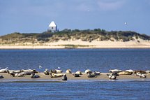 Boutique-Hotel Zur alten Post - Seehundbank im Wattenmeer