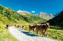 Hotel Alpenkönigin - Sommer auf der Alm