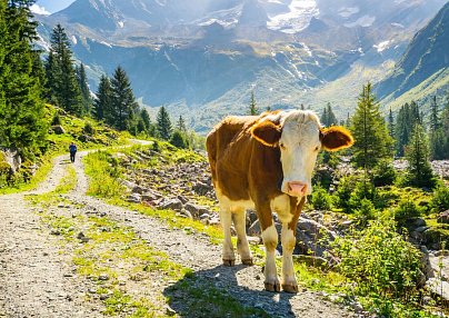 Hotel Alpina Hippach Schwendau