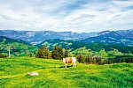 Schneeberger