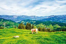 Schneeberger - Wildschönau