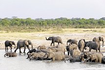 Große Afrika Rundreise - Elefanten am Chobe Fluss