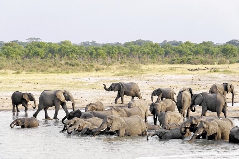 Große Afrika Rundreise - Elefanten am Chobe Fluss