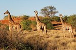 Große Afrika Rundreise